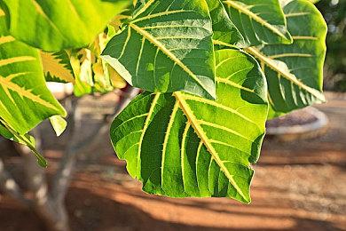 《宣誓》将通过攻击动画反馈来展示敌我实力的差距